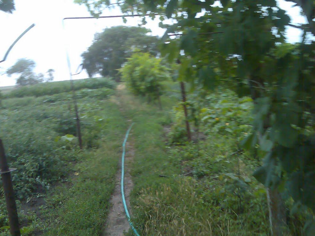 Більшовик з panoramio.com - Більшовик