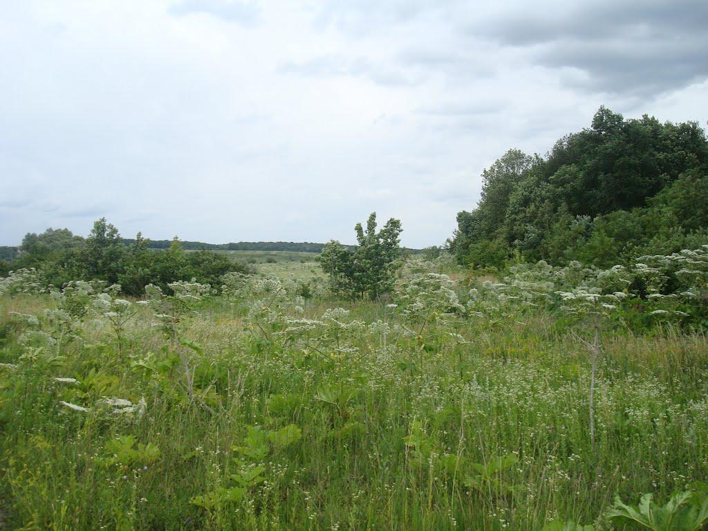 Іванківці з panoramio.com - Иванковцы