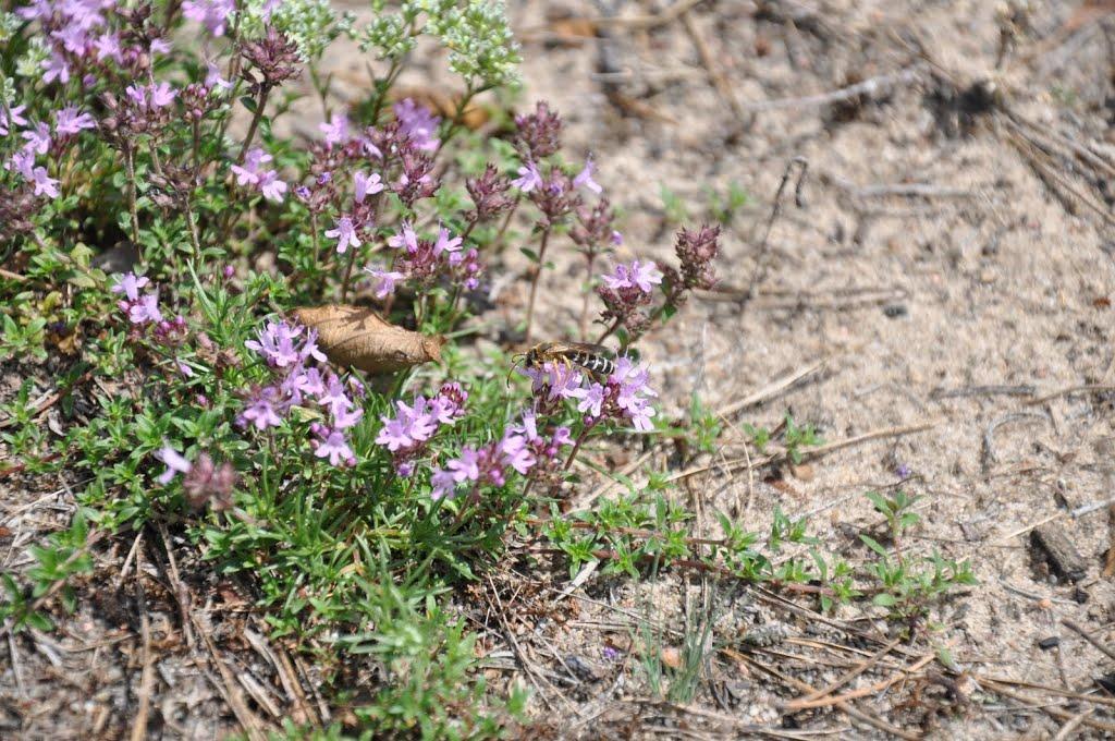 Тур з panoramio.com - Тур