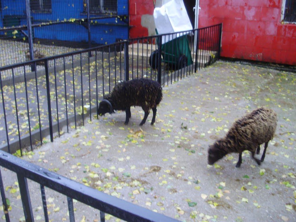 Білогірськ з panoramio.com - Білогірськ