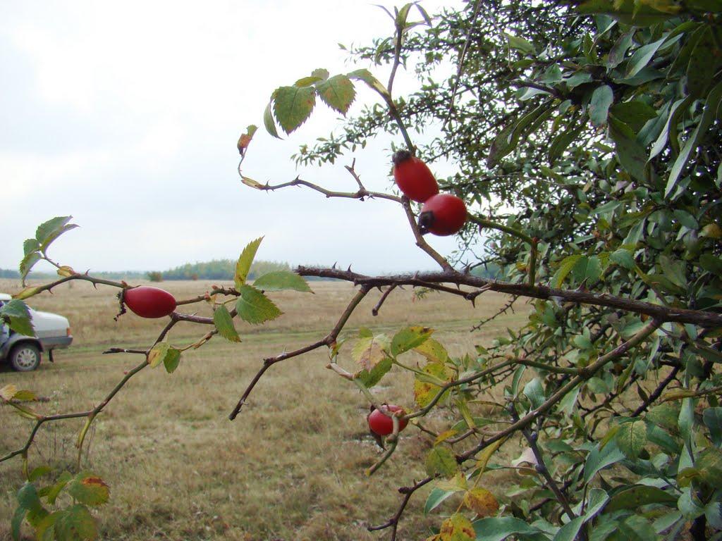 Яковлівка з panoramio.com - Яковлевка