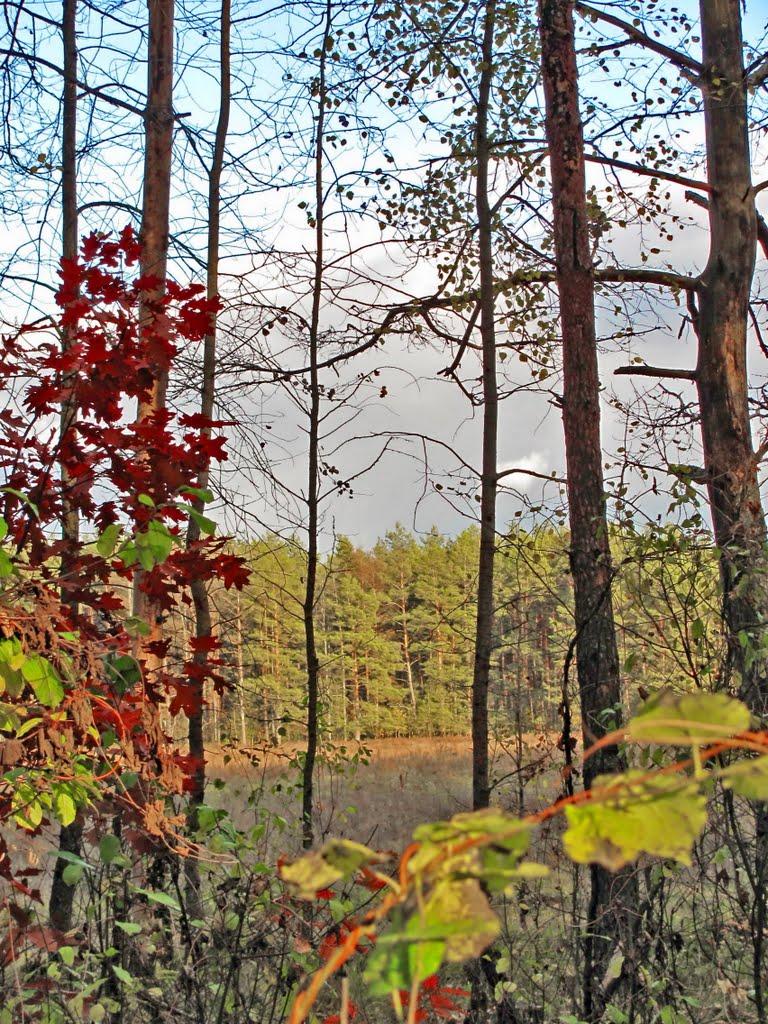 Нові Яриловичі з panoramio.com - Новые Ярыловичи