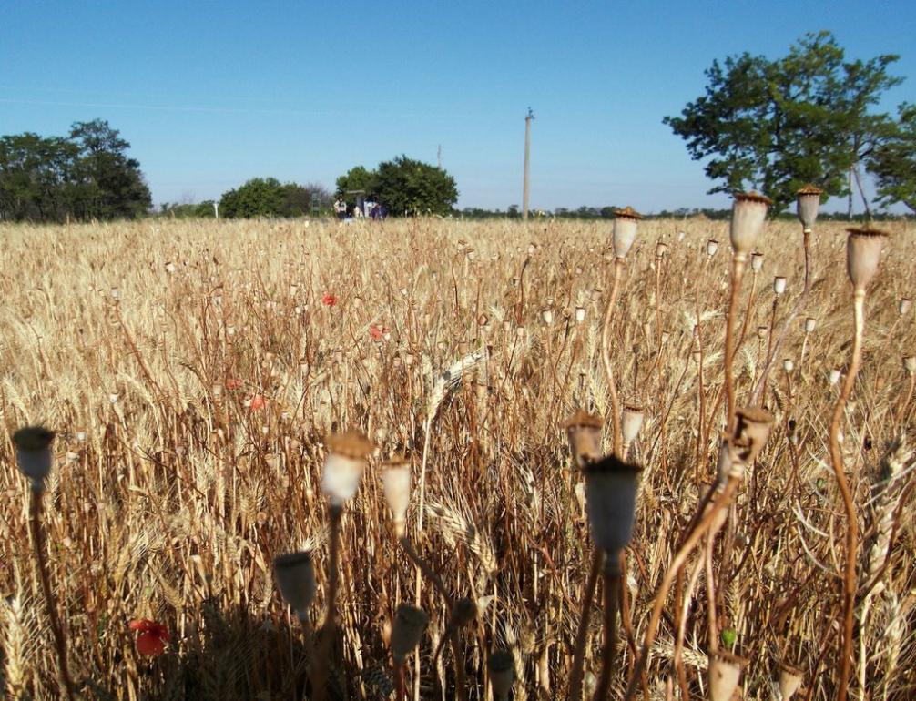 Каїри з panoramio.com - Каїри