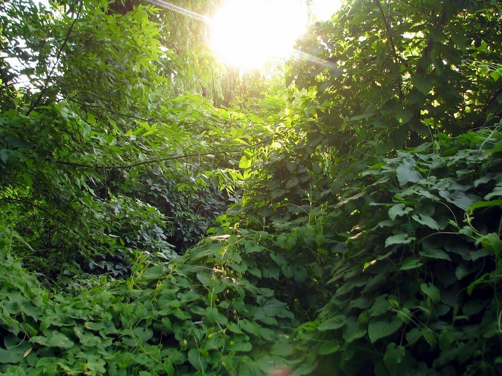 Фастів з panoramio.com (ч.2) - Фастів