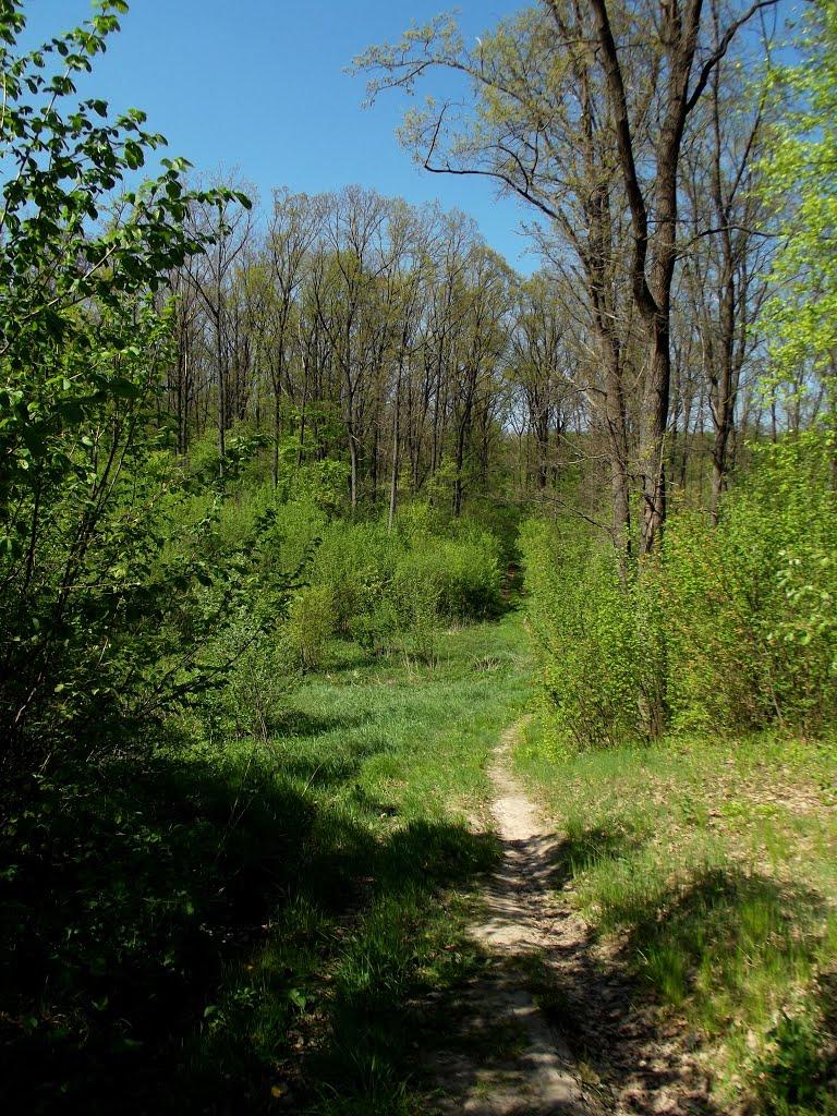 Вилівка з panoramio.com - Виловка