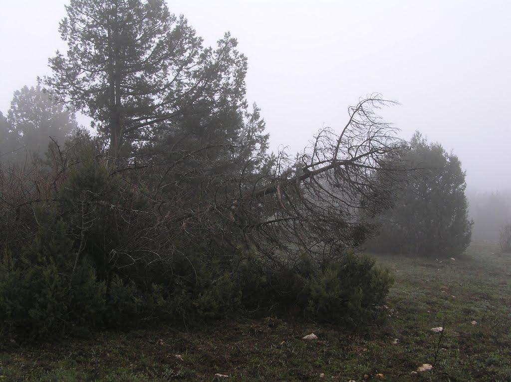 Колхозне з panoramio.com - Колхозне