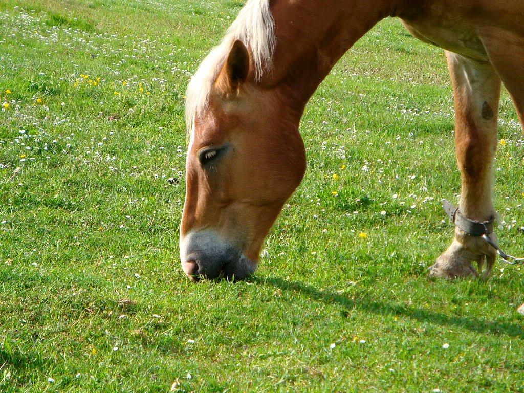 Люта з panoramio.com - Люта