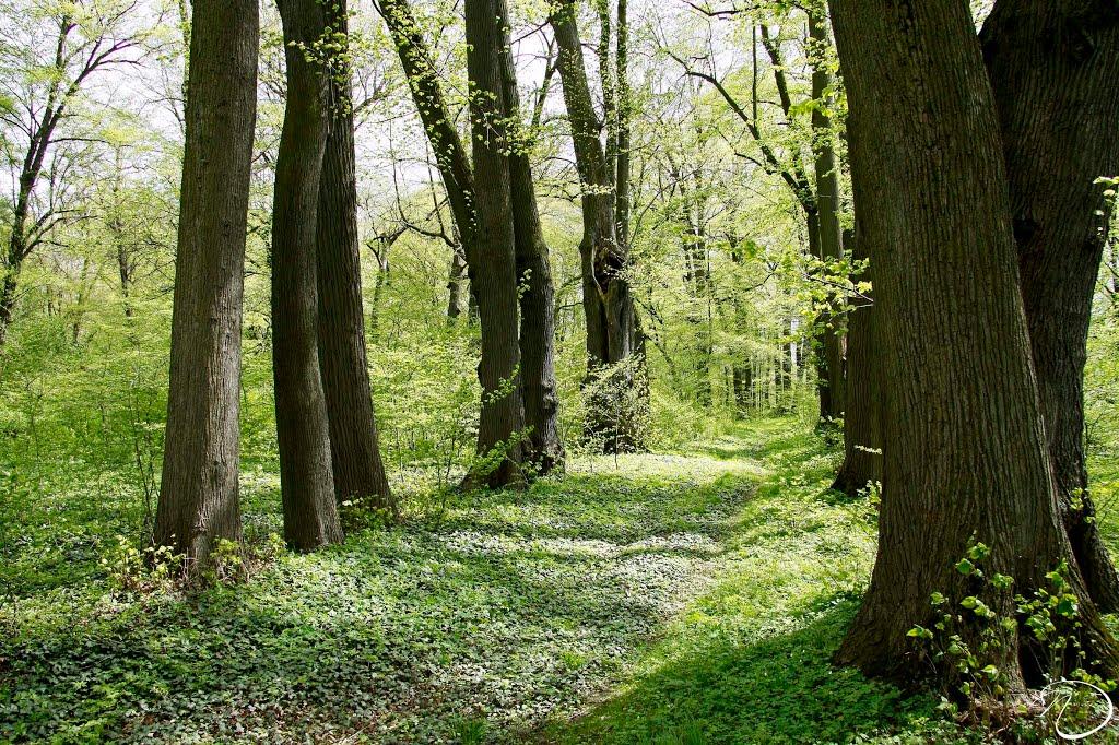 Трушевичі з panoramio.com - Трушевичі