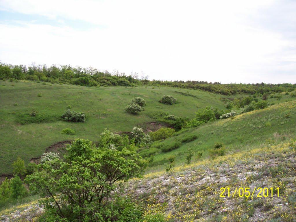 Пискунівка з panoramio.com - Пискунівка