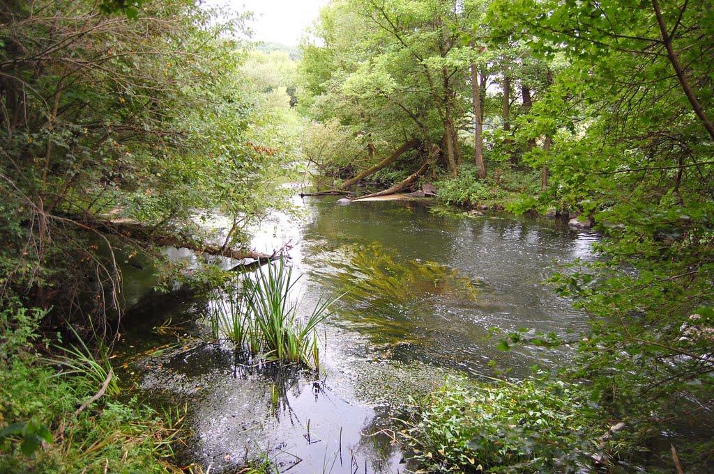 Дмитренки з panoramio.com - Дмитренки