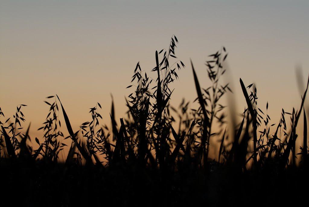 Сазоно-Баланівка з panoramio.com - Сазоно-Баланівка