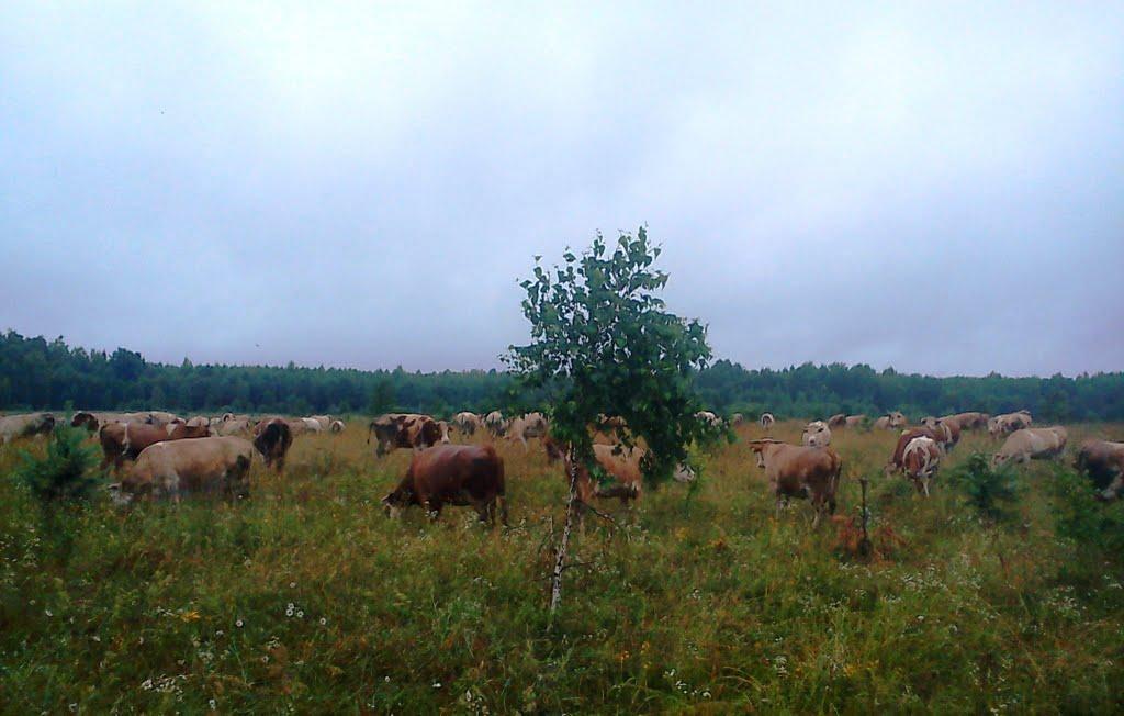 Чорний Ріг з panoramio.com - Чорний Ріг