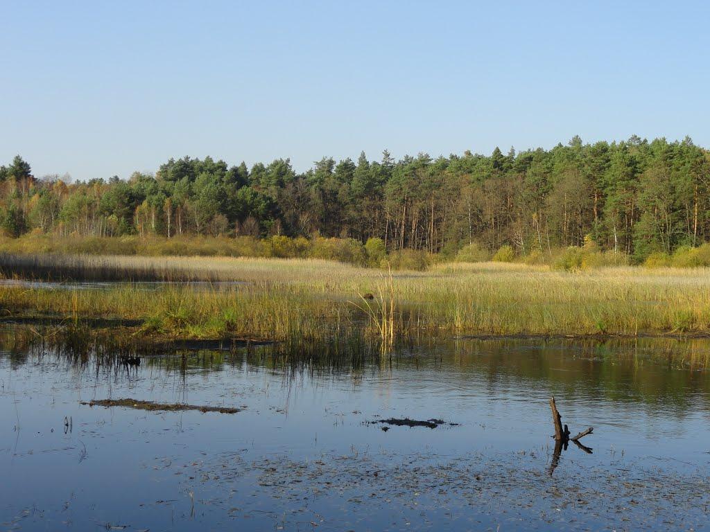 Дідовичі з panoramio.com - Дідовичі