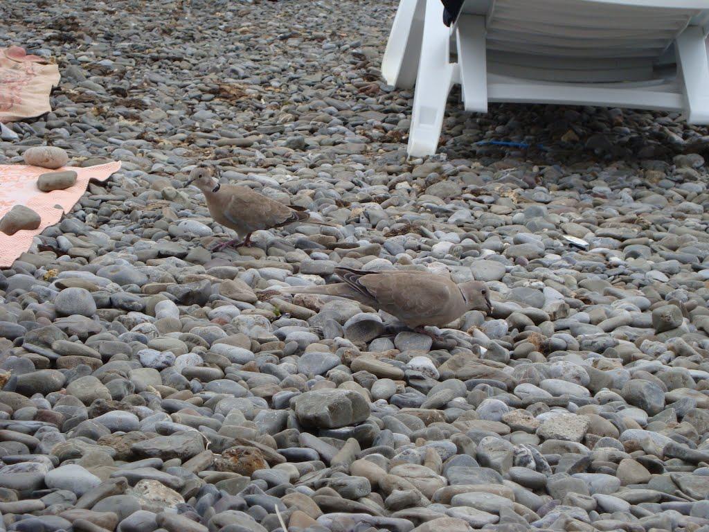 Малоріченське з panoramio.com - Малоріченське