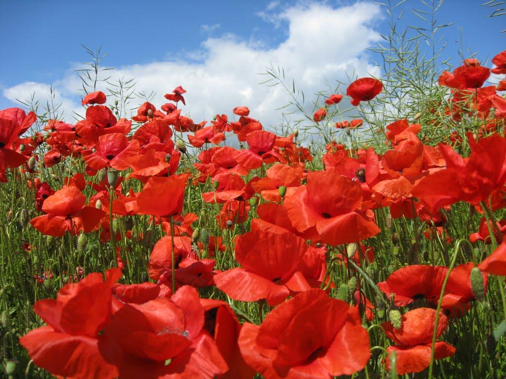 Мирове з panoramio.com - Мирове