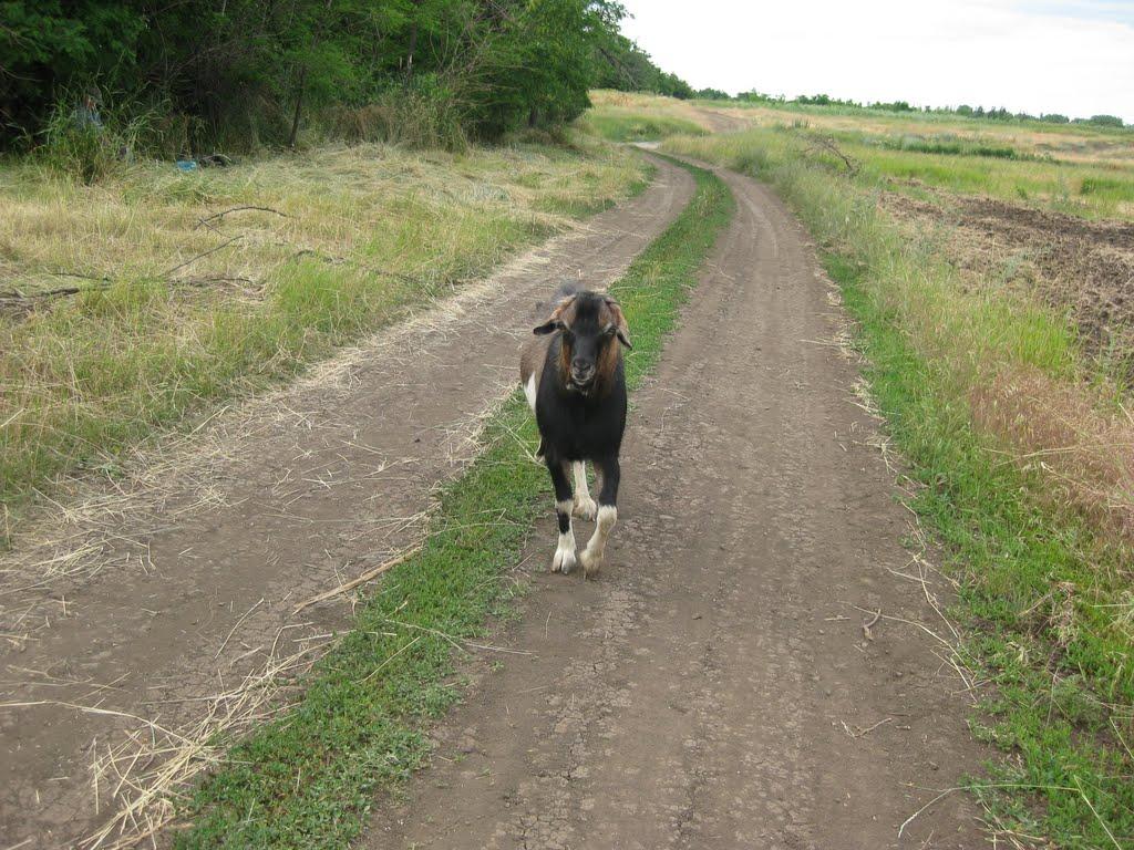 Центральний з panoramio.com - Центральний