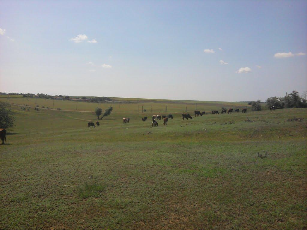 Калчева з panoramio.com - Калчева