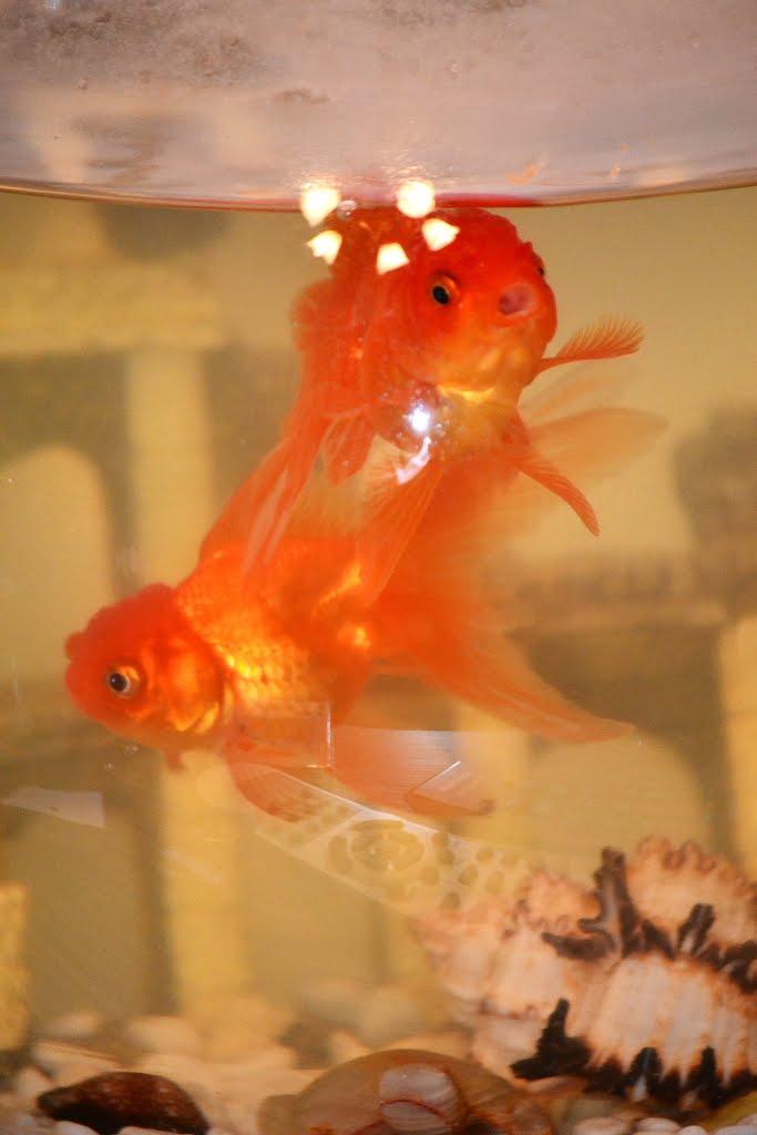 Гнідин з panoramio.com (ч.3) - Гнідин