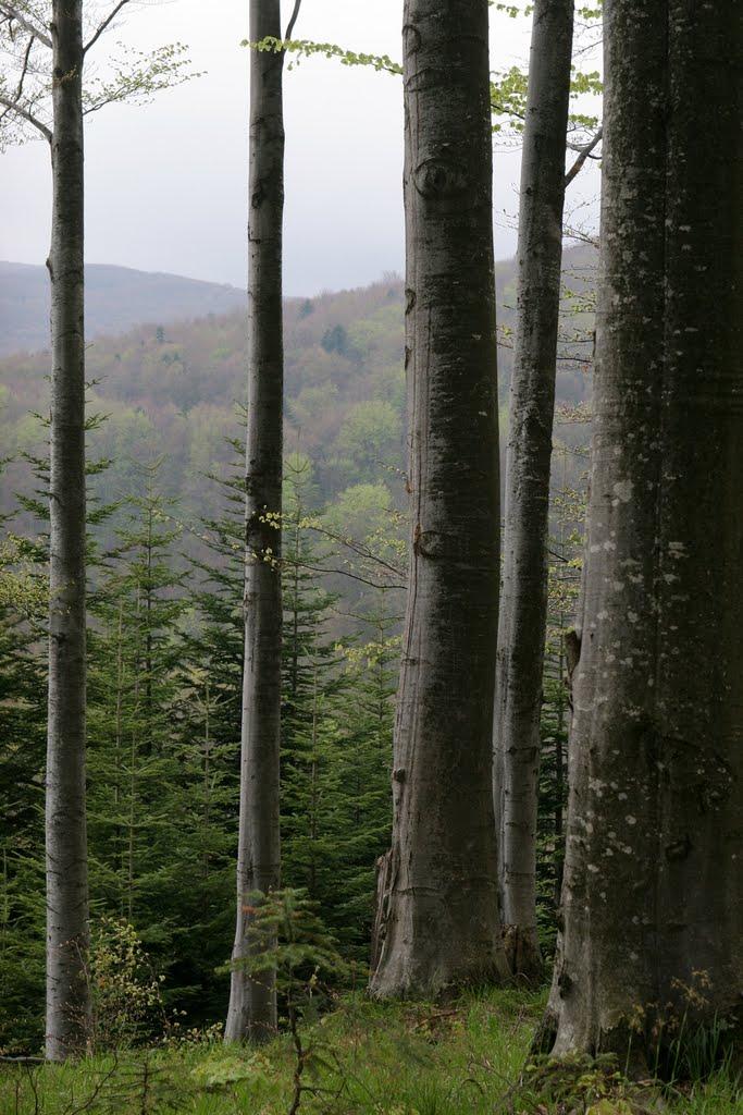 Боберка з panoramio.com - Боберка