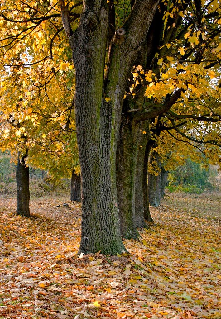 Новоград-Волинський з panoramio.com (ч.3) - Новоград-Волинський