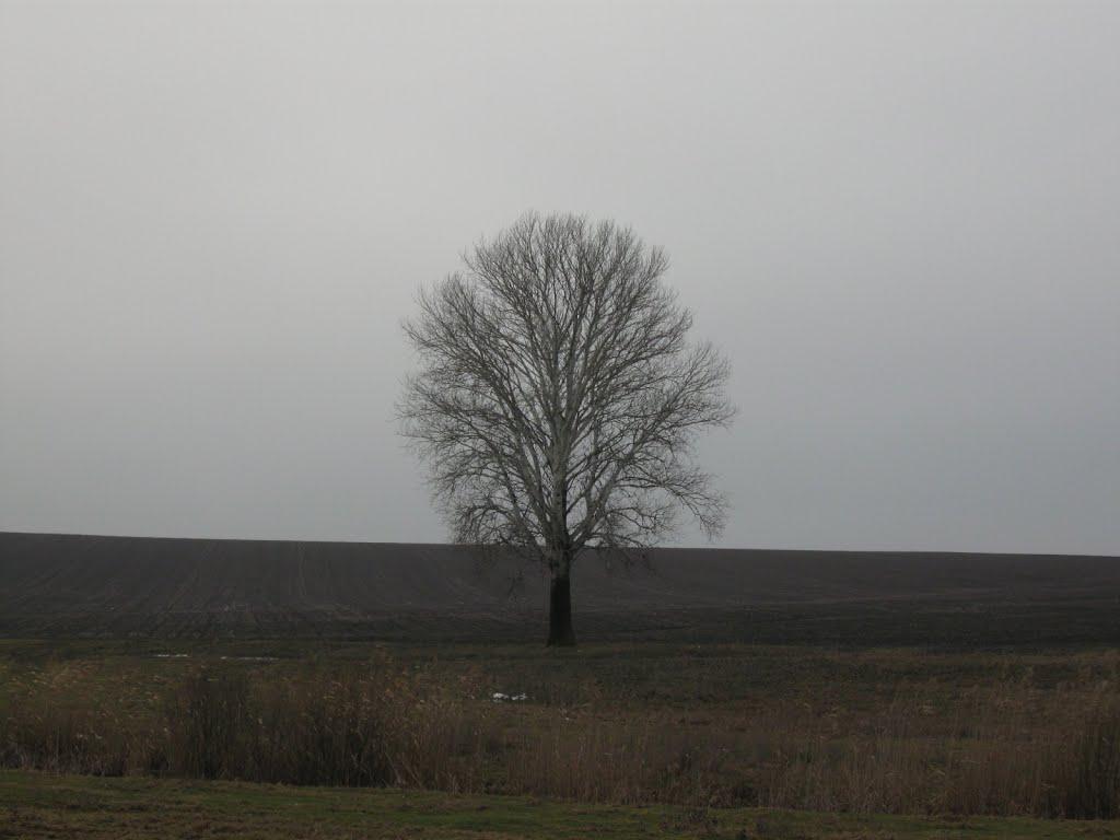 Давидівка з panoramio.com - Давыдовка