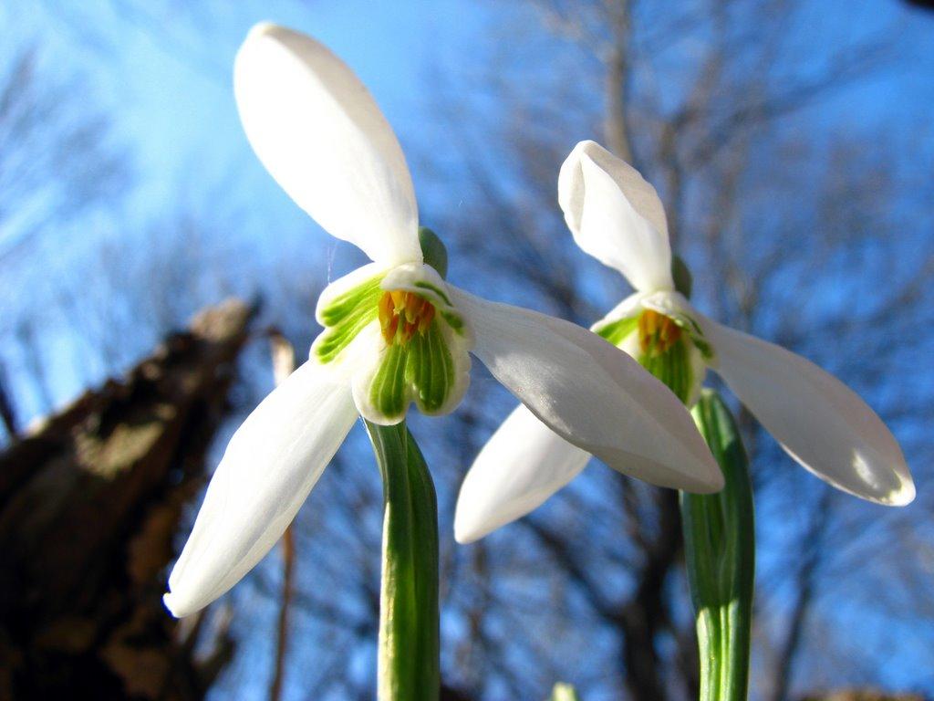 Підмихайля з panoramio.com - Підмихайля