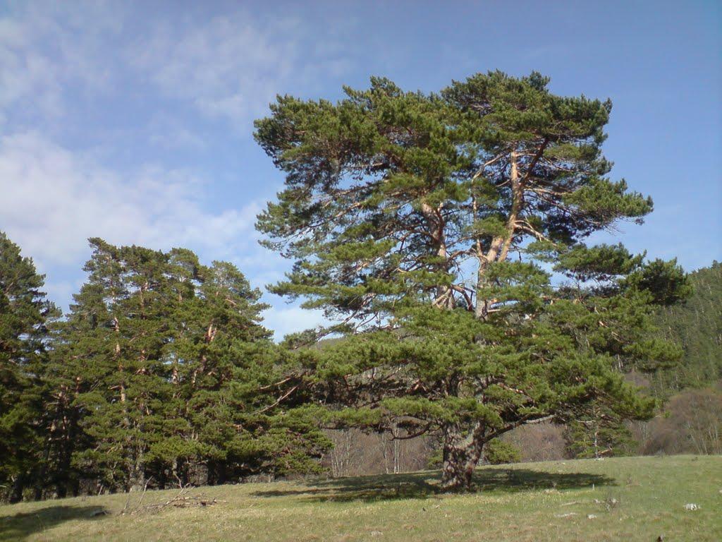 Розовий з panoramio.com (ч.2) - Розовий