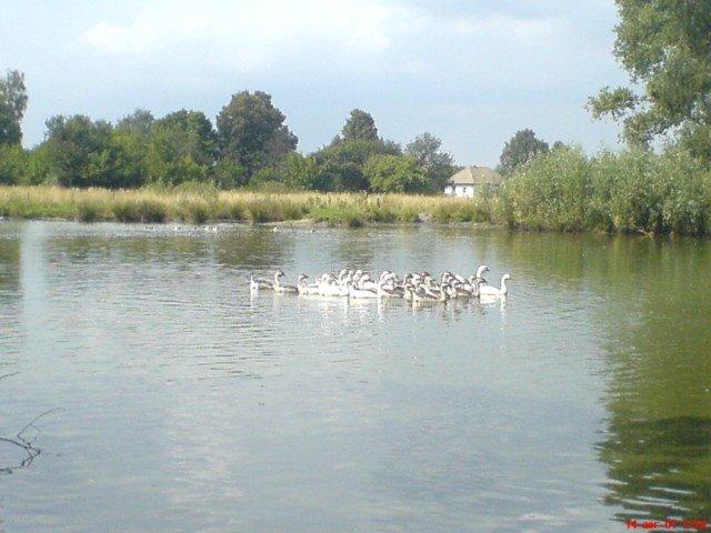 Жадове з panoramio.com - Жадове