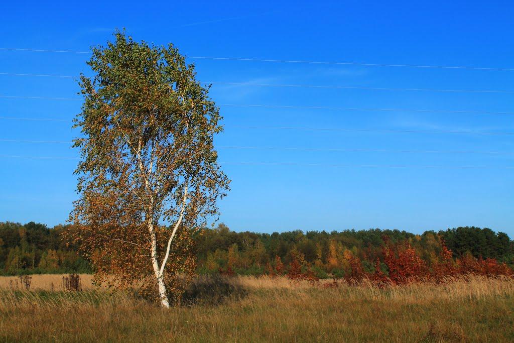 Тростянець з panoramio.com - Тростянець