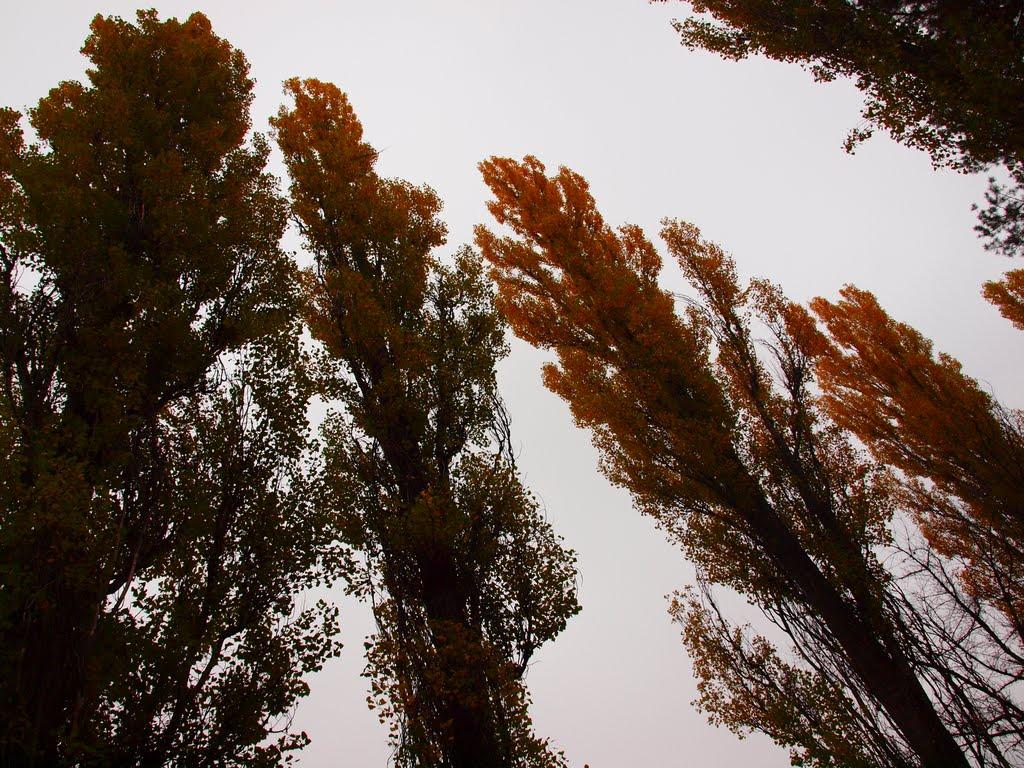 Черкаське з panoramio.com - Черкаське