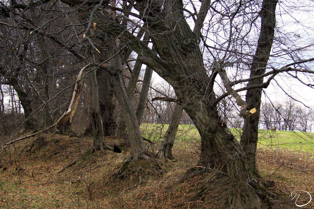 Трушевичі з panoramio.com - Трушевичі