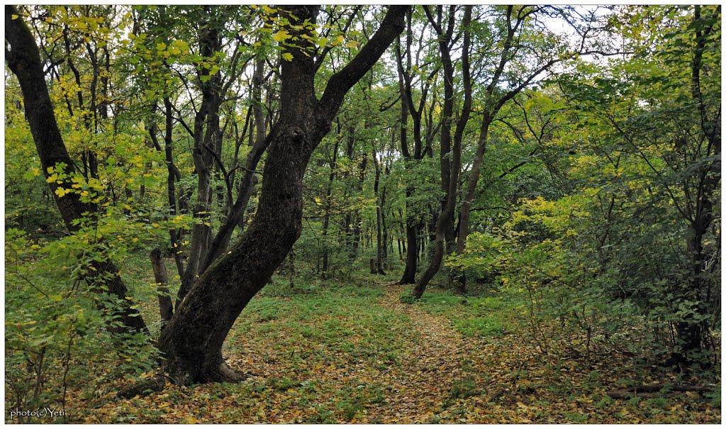 Молодогвардійськ з panoramio.com - Молодогвардійськ