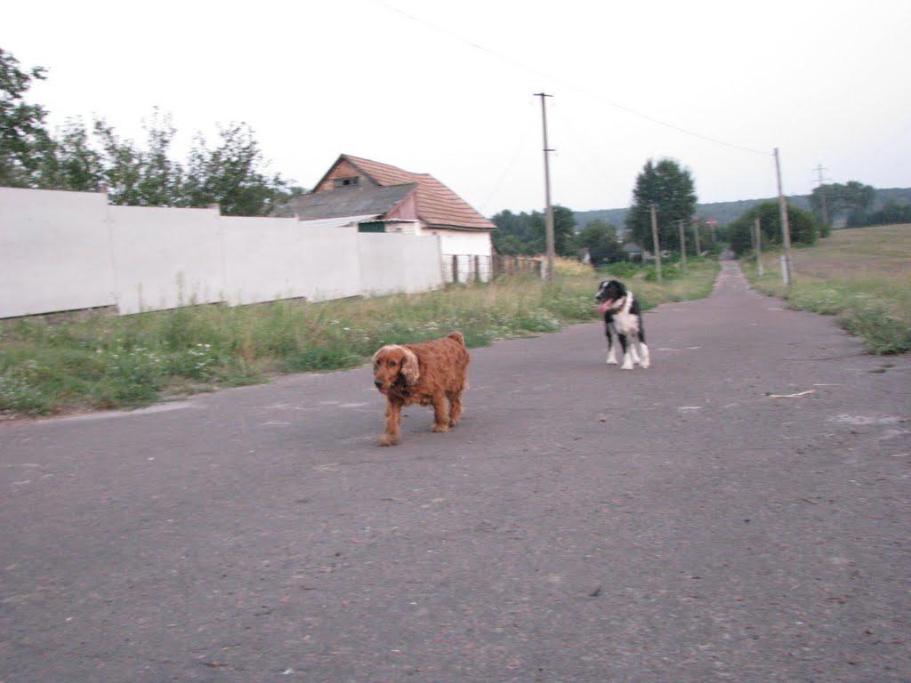 Єрчики з panoramio.com - Єрчики