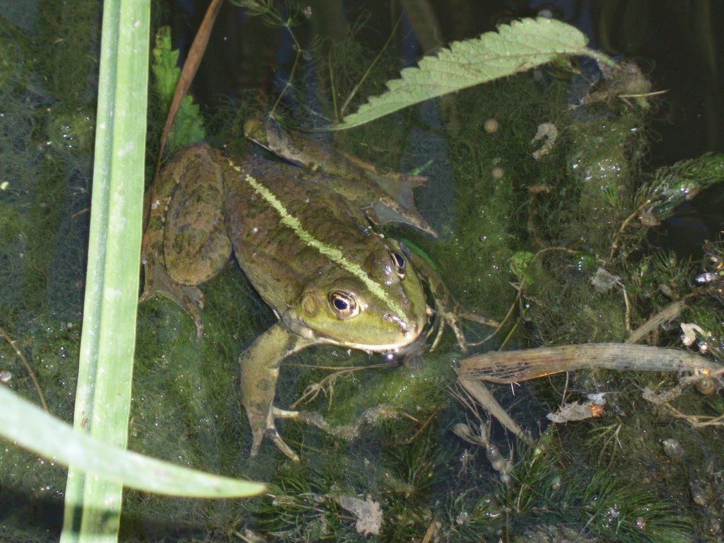 Касперівці з panoramio.com - Касперівці