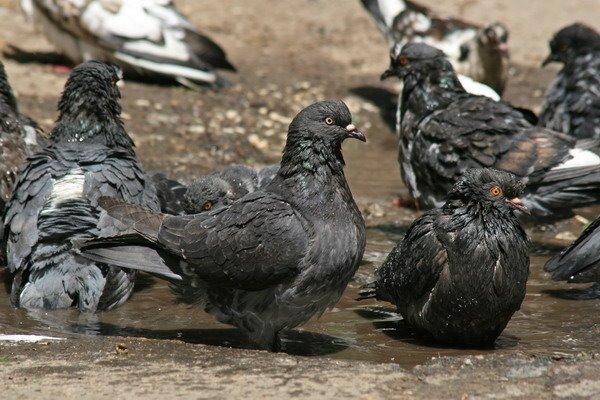 Луганськ з panoramio.com (ч.7) - Луганск