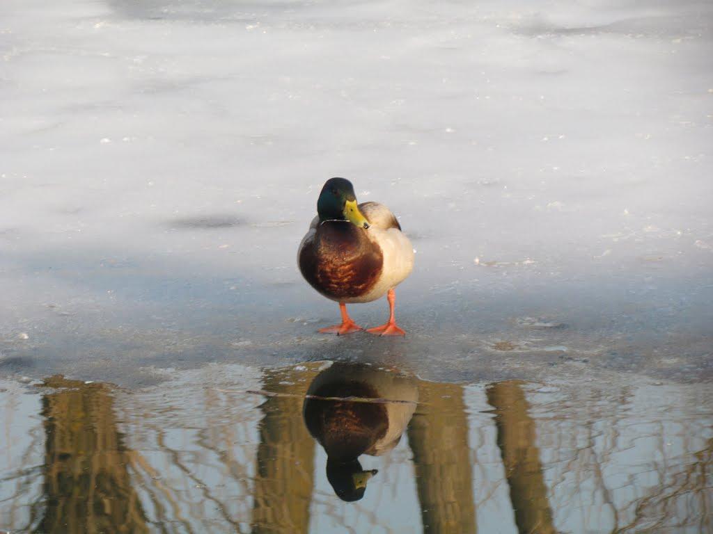 Петриків з panoramio.com (ч.2) - Петриків