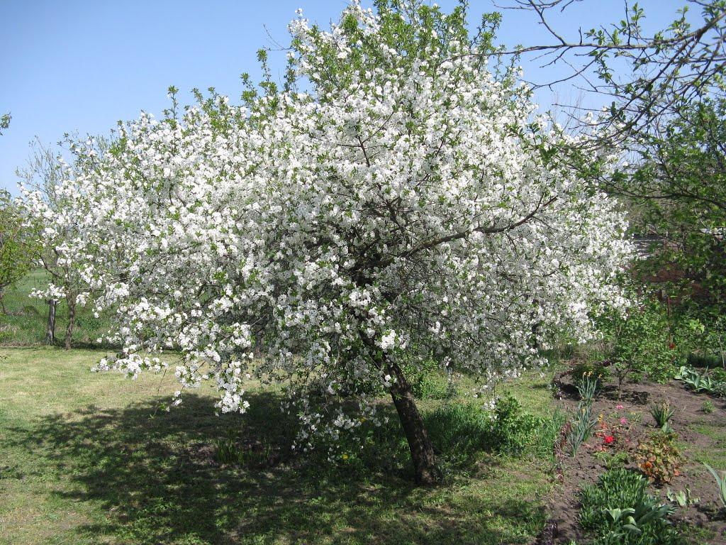 Єрківці з panoramio.com - Єрківці