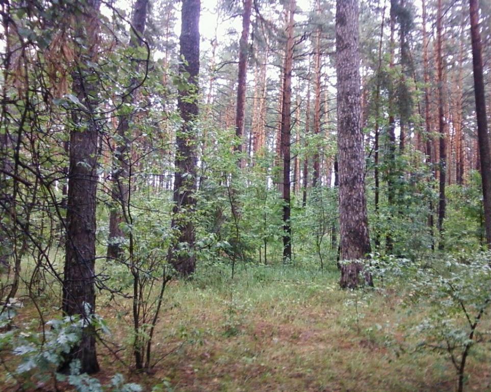 Мигалки з panoramio.com - Мигалки