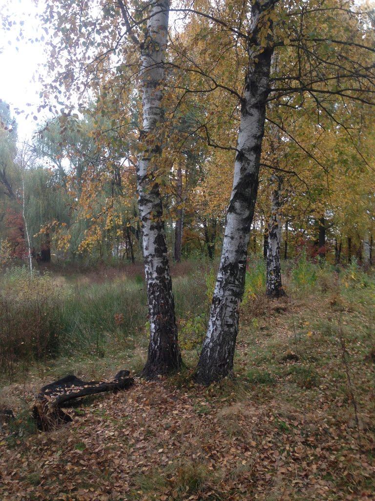 Шепетівка з panoramio.com (ч.2) - Шепетівка