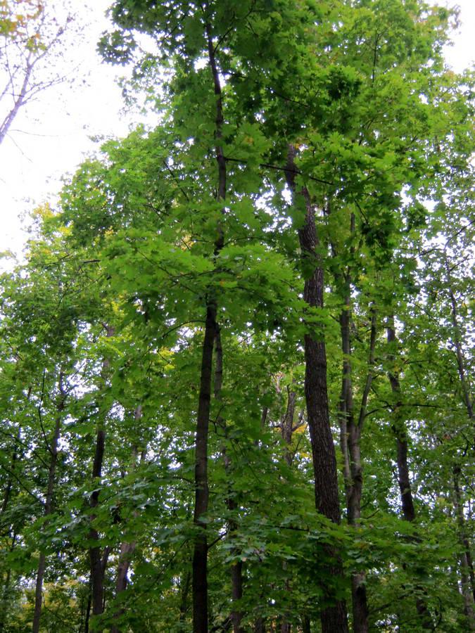 Вакалівщина з panoramio.com - Вакаловщина