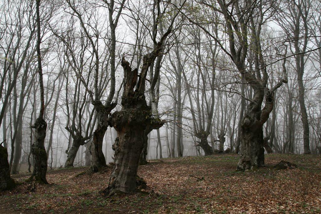 Лучисте з panoramio.com (ч.2) - Лучисте