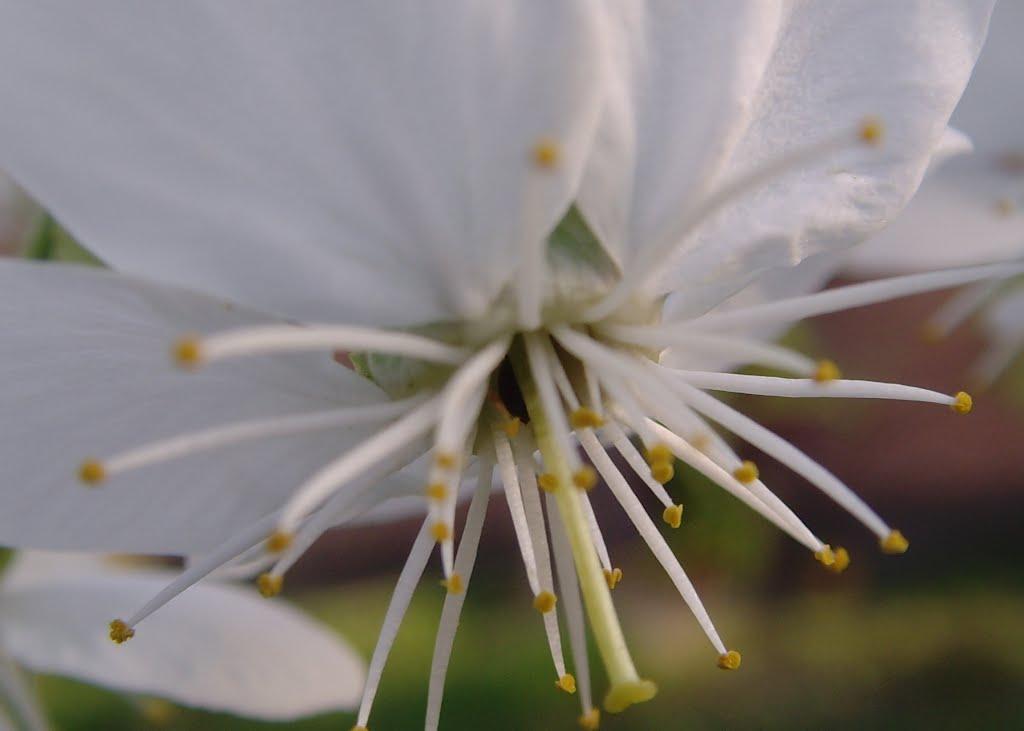 Сонячне з panoramio.com - Сонячне