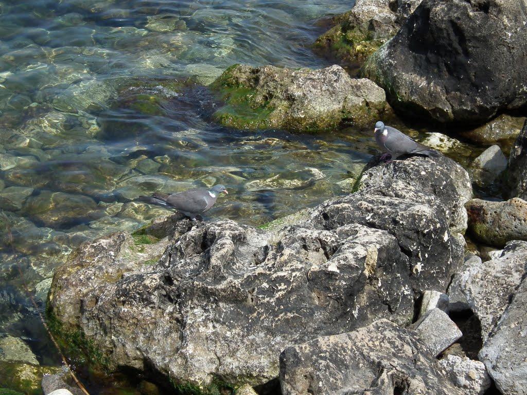 Севастополь з panoramio.com (ч.16) - Sevastopol
