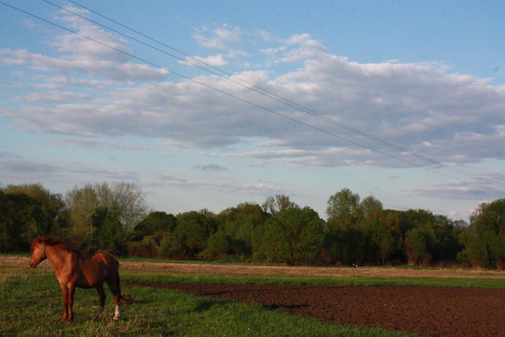 Дивин з panoramio.com - Дивин