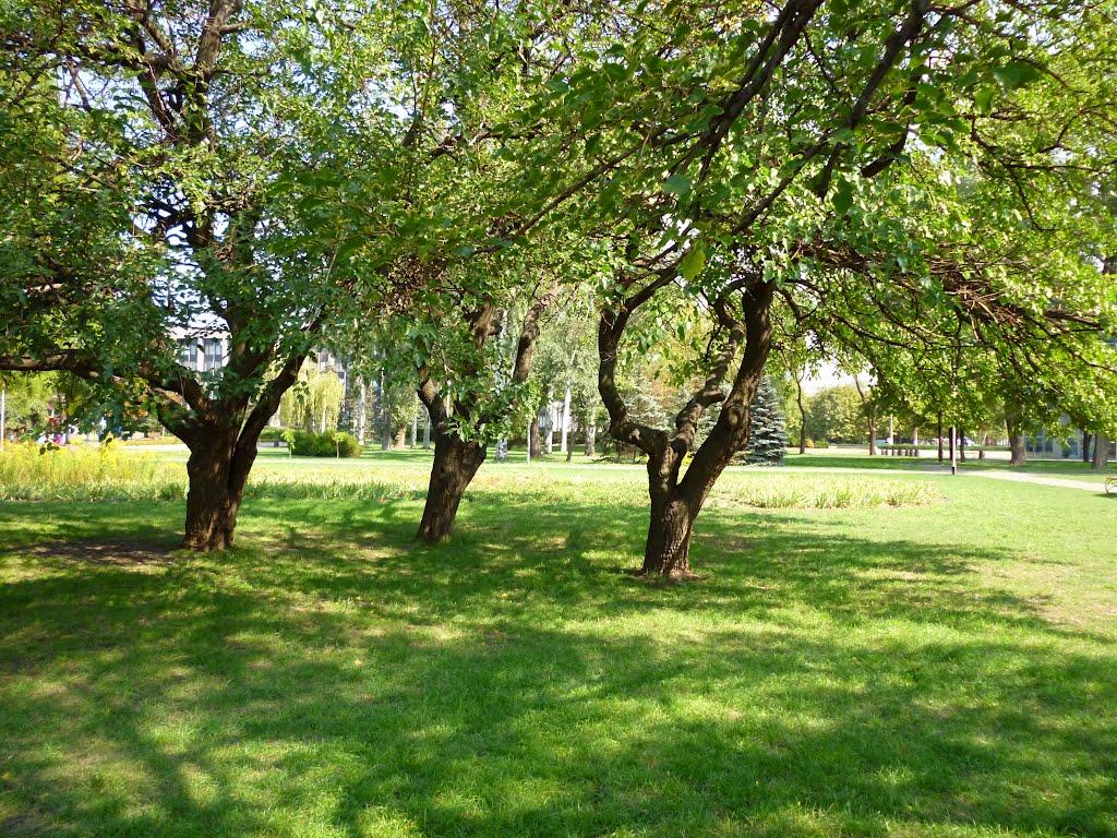 Кривий Ріг з panoramio.com (ч.9) - Кривой Рог