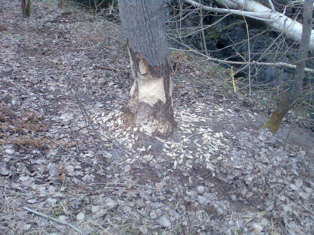 Маневичі з panoramio.com - Маневичі
