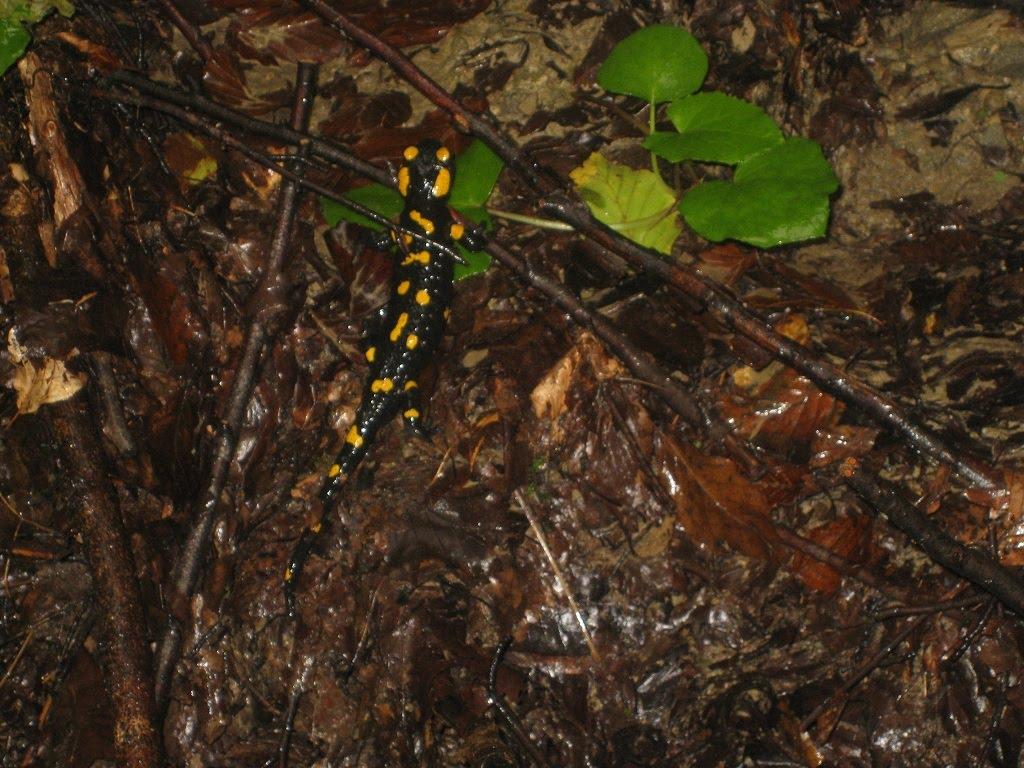 Малий Рожин з panoramio.com - Малый Рожин