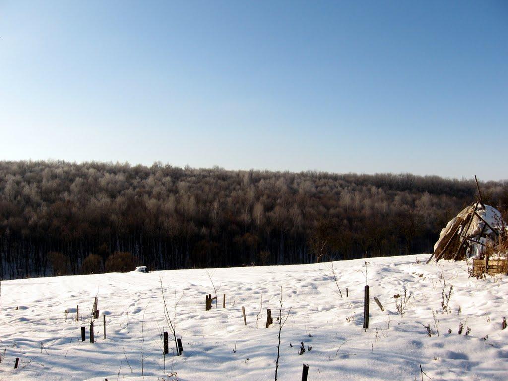 Чаульське з panoramio.com - Chaulske