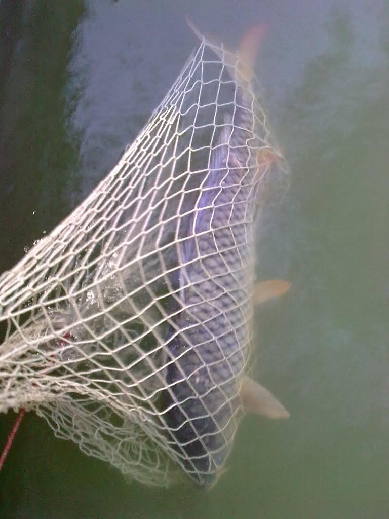 Ліски з panoramio.com - Ліски