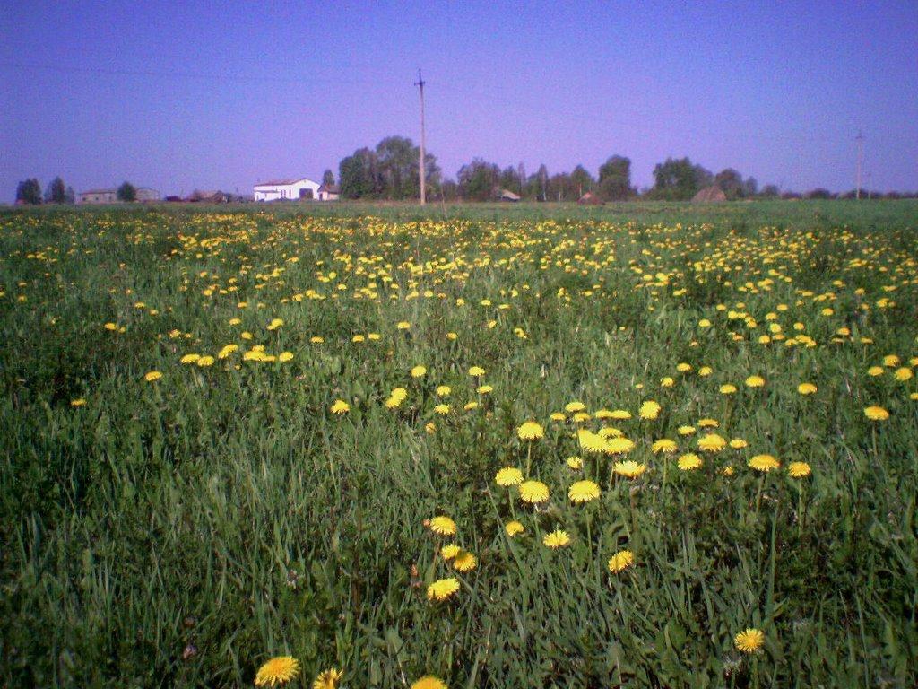 Жадове з panoramio.com - Жадове